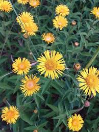 Attēlu rezultāti vaicājumam “Inula salicina flower”