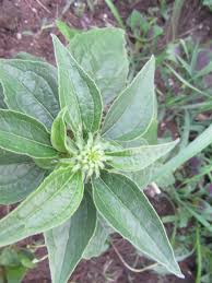 Attēlu rezultāti vaicājumam “Echinacea purpurea bud”