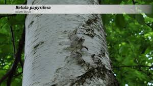Attēlu rezultāti vaicājumam “Betula papyrifera leaf”