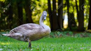 Attēlu rezultāti vaicājumam “Cygnus olor juvenile”