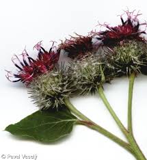 Attēlu rezultāti vaicājumam “Arctium tomentosum”