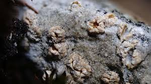 Attēlu rezultāti vaicājumam “Petractis sp.”