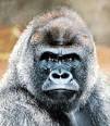 primate