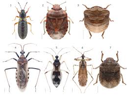 Attēlu rezultāti vaicājumam “Planaphrodes sp.”