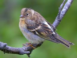 Attēlu rezultāti vaicājumam “Fringilla montifringilla female”