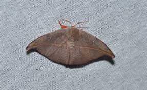 Attēlu rezultāti vaicājumam “Thyatira batis imago”