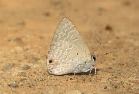 Attēlu rezultāti vaicājumam “Lycaeniinae”