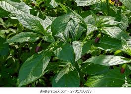 Attēlu rezultāti vaicājumam “Scopolia carniolica leaf”