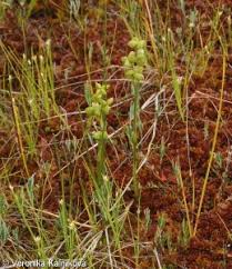 Attēlu rezultāti vaicājumam “Scheuchzeriaceae”
