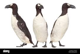 Image result for Pinguinus impennis