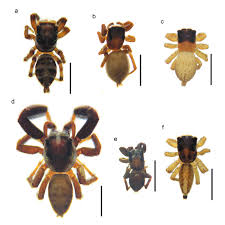 Attēlu rezultāti vaicājumam “Salticidae”