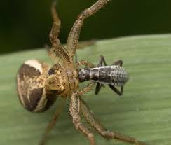 Attēlu rezultāti vaicājumam “Xysticus ulmi”