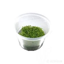 Attēlu rezultāti vaicājumam “Elatine hydropiper”