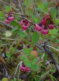 Attēlu rezultāti vaicājumam “Vaccinium uliginosum flower”