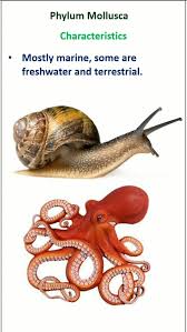 Attēlu rezultāti vaicājumam “Mollusca”