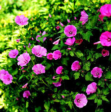 Image result for Lavatera trimestris