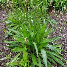 Attēlu rezultāti vaicājumam “Plantago lanceolata”