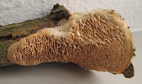 Attēlu rezultāti vaicājumam “Dichomitus campestris”