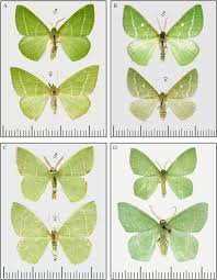 Attēlu rezultāti vaicājumam “Thetidia smaragdaria”