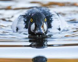 Attēlu rezultāti vaicājumam “Bucephala clangula male”