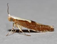 Attēlu rezultāti vaicājumam “Argyresthia semifusca”