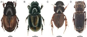 Attēlu rezultāti vaicājumam “Aphodius sp.”