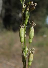 Attēlu rezultāti vaicājumam “Silene tatarica flower”