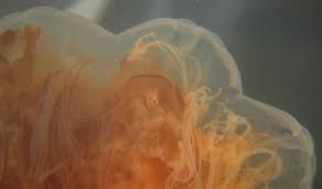 Image result for Cyanea capillata