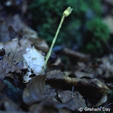 Attēlu rezultāti vaicājumam “Monotropa hypopitys bud”