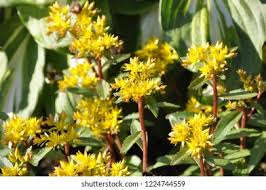 Attēlu rezultāti vaicājumam “Sedum aizoon”