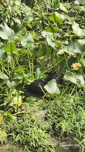 Image result for Beaver Sc