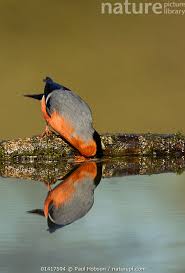 Attēlu rezultāti vaicājumam “Pyrrhula pyrrhula male”