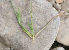 Attēlu rezultāti vaicājumam “Digitaria ischaemum”