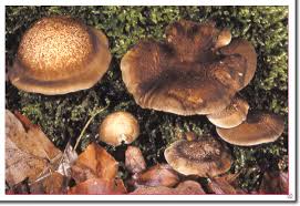 Attēlu rezultāti vaicājumam “Polyporus ciliatus”