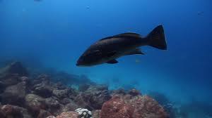 Image result for Mycteroperca olfax