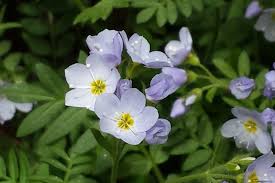 Attēlu rezultāti vaicājumam “Polemoniaceae”