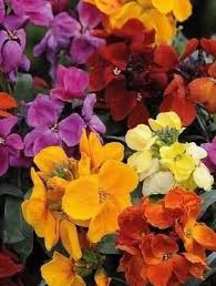 Image result for Cheiranthus cheiri