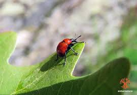 Attēlu rezultāti vaicājumam “Attelabus nitens”