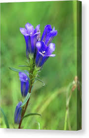 Attēlu rezultāti vaicājumam “Gentiana pneumonanthe”