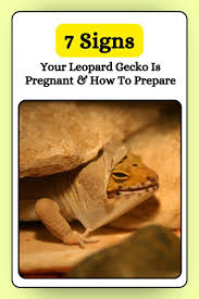 Image result for gravidity leopard gecko