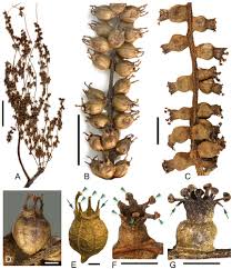 Attēlu rezultāti vaicājumam “Clastodermataceae”
