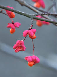 Attēlu rezultāti vaicājumam “Euonymus europaeus bud”