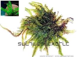 Attēlu rezultāti vaicājumam “Anthocerotopsida”