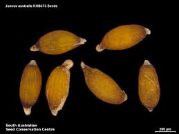 Attēlu rezultāti vaicājumam “Juncus gerardii fruit”