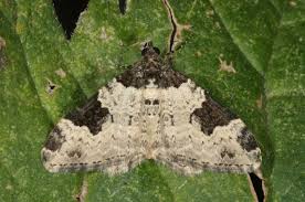 Attēlu rezultāti vaicājumam “Xanthorhoe fluctuata”