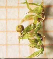 Attēlu rezultāti vaicājumam “Physarum sulphureum stalked”