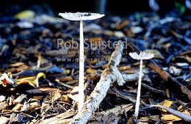 Attēlu rezultāti vaicājumam “Coprinus sp.”