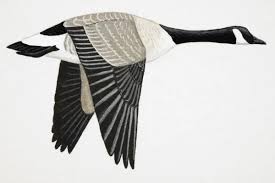 Attēlu rezultāti vaicājumam “Branta canadensis adult”