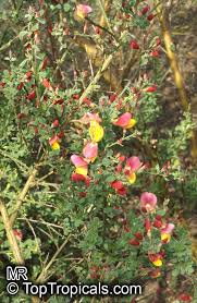 Image result for Cytisus scoparius