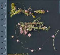 Attēlu rezultāti vaicājumam “Cuscuta epithymum subsp. trifolii”